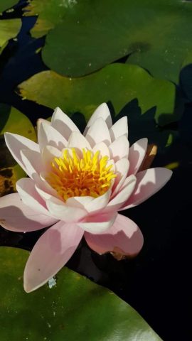 Image diffusée par Hervé Robbes